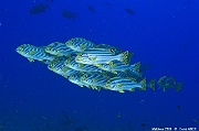 Plectorhinchus vittatus Diagramme oriental-Maldives Villamendhoo-3m-20240424-da-DSC_6773_tn
